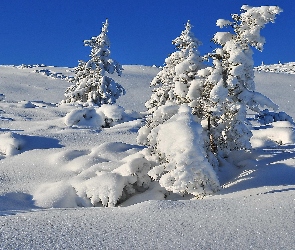 Zima, Świerki, Śnieg