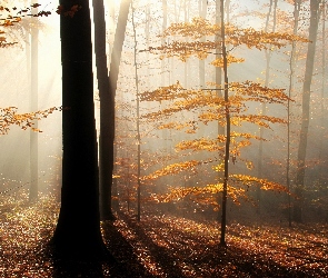 Jesienny, Mgła, Przebijające, Światło, Las