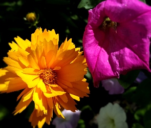 Purpurowe, Kwiaty, Żółte