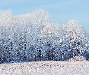 Śnieg, Las, Zima