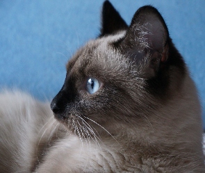 Niebieskie, Oczy, Kot