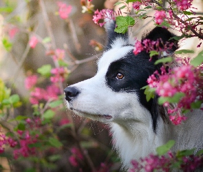 Kwiaty, Krzewy, Pies, Border collie