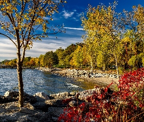Jezioro, Drzewa, Jesień