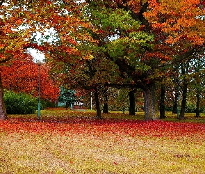 Polska, Jesień, Park Steffensa, Drzewa, Gdańsk