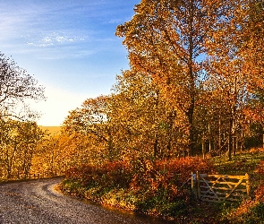 Płotek, Droga, Jesień, Drzewa