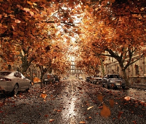 Drzewa, Samochody, Deszcz, Liście, Ulica, Jesień, Droga