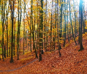 Jesień, Drzewa, Las