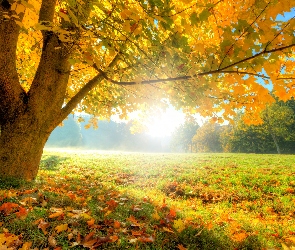 Jesień, Słońca, Promienie, Drzewo
