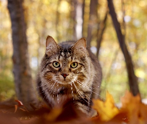 Kot, Drzewa, Jesień, Liście, Morda