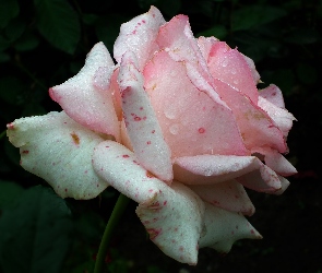 Przyroda, Różowa, Róża, Kwiat