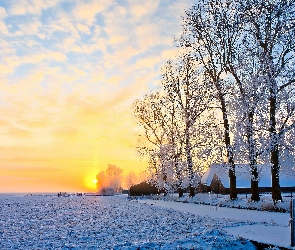 Drzewa, Pole, Zima, Wschód słońca