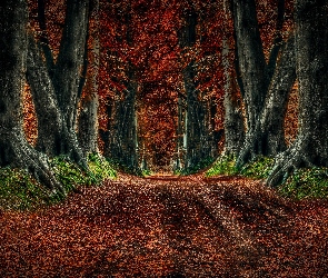 Jesień, Las, Droga, Drzewa