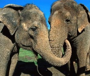 Objęte, Słonie, Dwa
