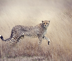 Gepard, Trawa, Obserwujący