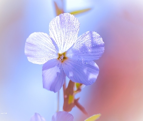 Niebieski, Len włochaty, Kwiat