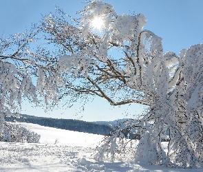 Zima, Śnieg, Promienie słońca, Drzewa