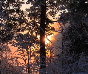 Zachód słońca, Drzewa, Zima, Ośnieżone