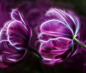 Tulipany, Fractalius, Fioletowe