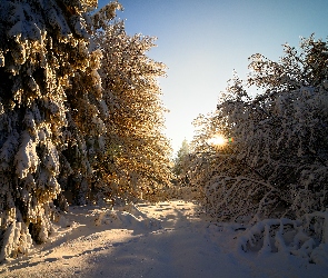 Drzewa, Promienie słońca, Zima, Las