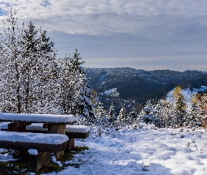 Zima, Ławka, Drzewa