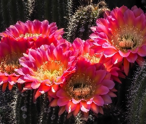 Kaktusy, Światło, Kwiaty