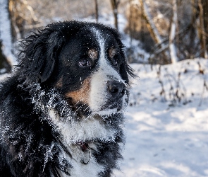 Śnieg, Berneński pies pasterski