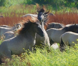 Konie, Fractalius