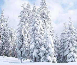 Świerki, Śnieg, Las, Drzewa, Zima