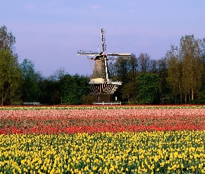Tulipany, Holandia, Wiatrak