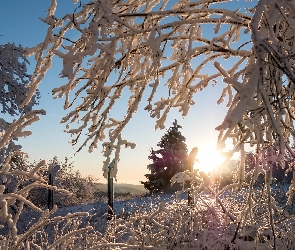 Zima, Promienie słońca, Gałęzie, Drzewa