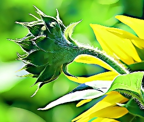Słonecznik, Fractalius