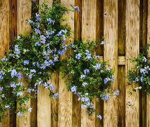Niebieskie, Ogrodzenie, Kwiatuszki