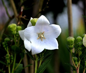 Dzwonek brzoskwiniolistny, Campanula, Białe, Kwiaty