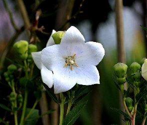 Białe, Dzwonek brzoskwiniolistny, Campanula, Kwiaty