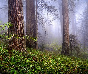 Las, Kalifornia, Stany Zjednoczone, Sekwoje, Mgła, Drzewa, Paprocie, Park Narodowy Redwood