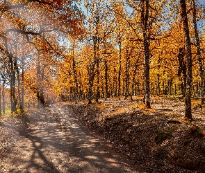 Jesień, Droga, Drzewa, Las