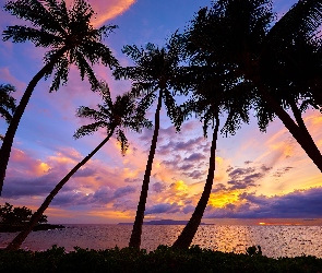 Maui, Morze, Palmy, Zachód słońca, Hawaje