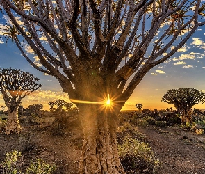Pustynia, Kokerboom, Drzewa kołczanowe, Promienie słońca, Republika Namibii