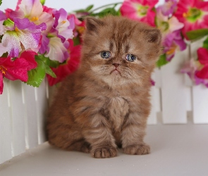 Kotek, Kot perski, Płotek, Kwiaty, Mały