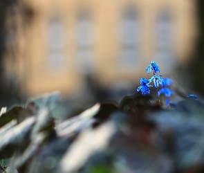 Cebulice Syberyjskie, Kwiatki, Niebieskie