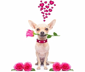 Pies, Romantyk, Serduszka, Róże, Chihuahua krótkowłosa