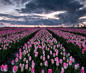 Groningen, Holandia, Chmury, Tulipany, Pole, Niebo, Biało-różowe
