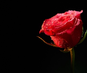 Czarne tło, Rosa, Czerwona, Róża