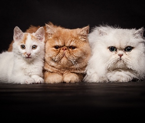 Trzy, Kot perski biały, Kot egzotyczny, Koty