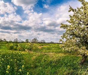 Pole, Chmury, Drzewo, Łąka