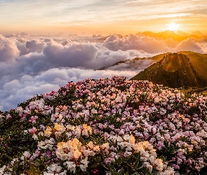 Góry, Wschód słońca, Różanecznik, Chmury, Kwiaty