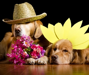 Psy, Kwiaty, Golden Retriever