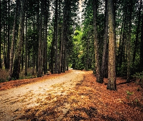 Droga, Drzewa, Stan Kalifornia, Stany Zjednoczone, Park Narodowy Yosemite, Las