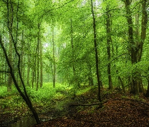 Las, Strumyczek, Drzewa