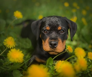 Pies, Mniszek pospolity, Rottweiler, Kwiaty, Szczeniak